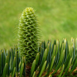 Abies alba - junior