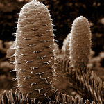 Abies Alba senior