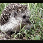 Ježura austrálska - slovenská