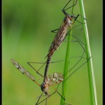 protože je středa :o)