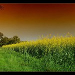 Řepka, jako každá jiná .... :o)