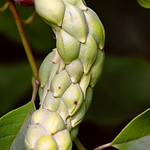 pracovní název: šiška