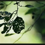 listocek zeleny rel.2