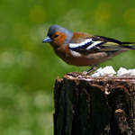 <b>Siesta</b>