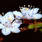 ceresna