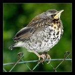 Právě jsem vyletěl z hnízda