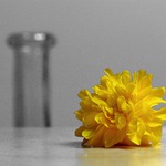 Zátiší s květem zákuly a hrdlem láhve