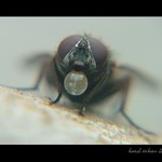 Moucha dělá . . .  ?