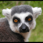 Koukám ty asi nebudeš Lemur co ???