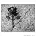 ... ledová kráska ...