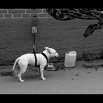 Pít, či nepít? Toť otázka..