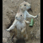 jeden za 18, druhý .....