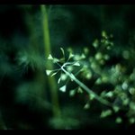 Capsella bursa-pastoris