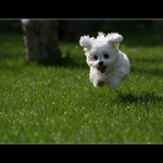 Nejen ptáci létají :-)