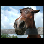 <b>Daaas mi puskuuu?</b>