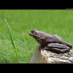Frog&Frog