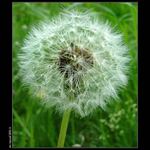 *Až zafouká vítr......