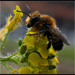 <b>...PANKÁČ...<br></b>( # 50 )<hr><b>