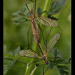 <b>...Za soumraku...</b><br>Tiplice<b><hr>