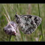 <b>Natural-Abstract<br></b>Okáč bojínkový<b><hr>