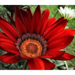 Gazania splendens