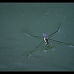 <b>**Na hladině**</b>