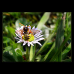 <b>... O S A ...</b><br>