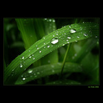 <b>... Trávička ... </B><br>