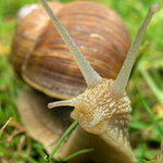 Šnečku, šnečku vystrč růžky...