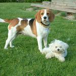 Two Dogs