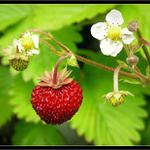 KRÁSNÉ LÉTO VŠEM !!!