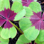 TO bude štěstí !!!