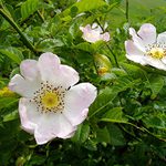 Šel jsem k Šípku ...