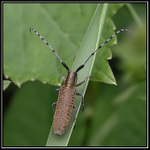 *** hmyzák s prouhatejma tykadlama ***