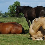 kone, kone....ale jak na ne?