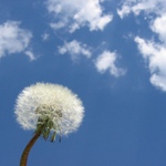 Chmýří v oblacích