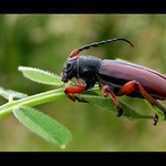 Bez tykadla (asi vojnovy veteran)