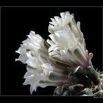 Gymnocalycium quehuanum