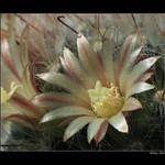 Mammillaria bocasana