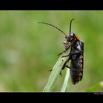 Páteříček (Cantharidae)