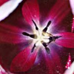 pestík nebo blizna(tulipán)