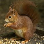 Rozhovory s veverkou