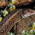 Ještě kousek a kousnu!