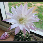 Strašná fotka, ve skutečnosti nádherný květ...