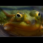 <strong>oO Ž a b k a Oo</strong>