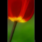 <strong>[ t r u e . . . c o l o u r s ]</strong>