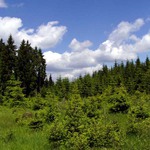 Krušné hory - Les nad obcí Přebuz