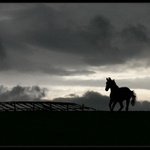 Kopytem ranní rosou