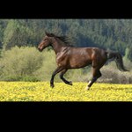 Cval v pampeliškách