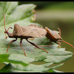 Muckajici se Ploštice.